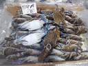 Frozen Blue Swimming Crab (Portunus pelagicus) FAO 51